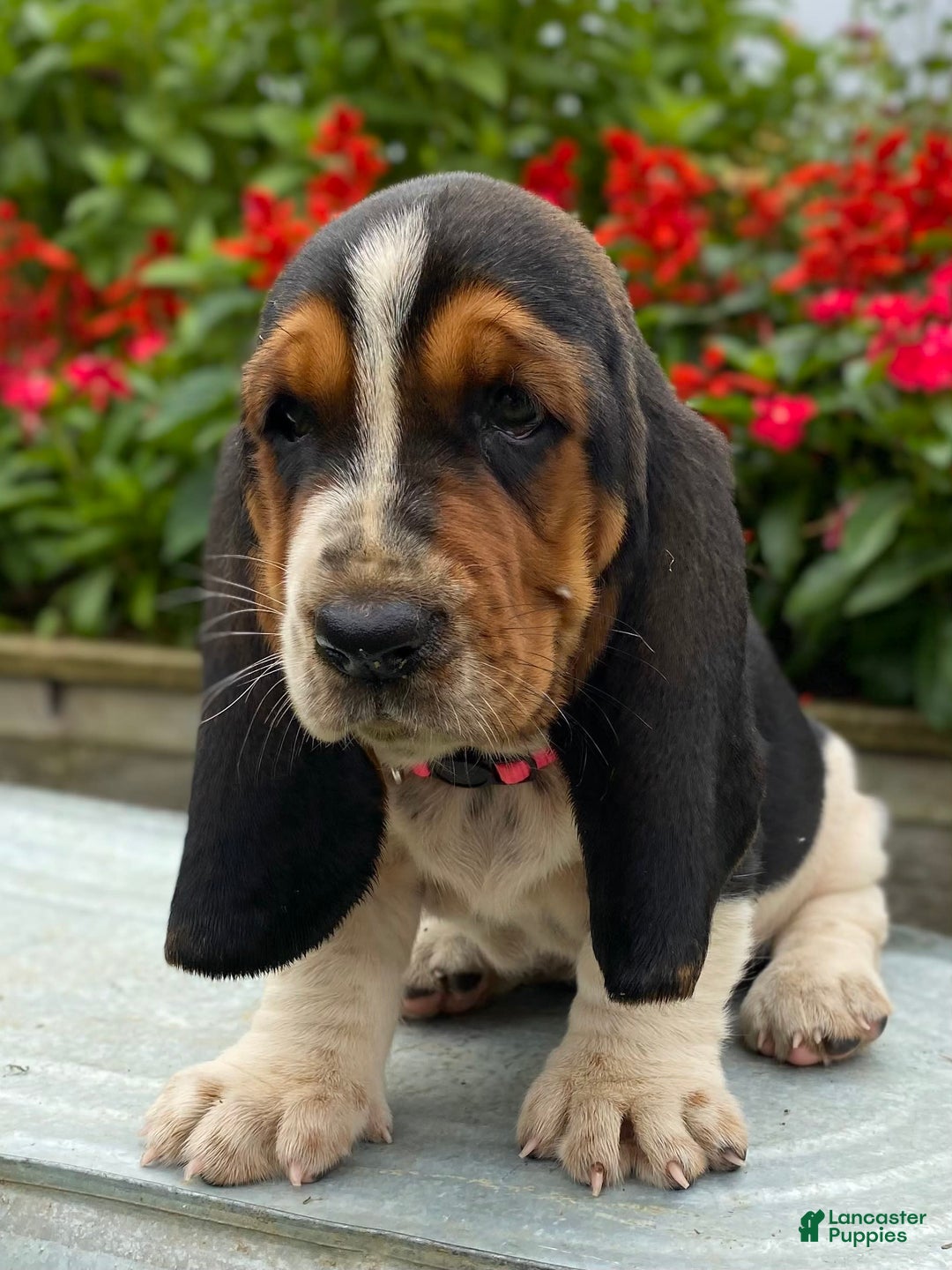 Basset Hound dogs for sale: Sally - Image 5