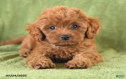 Cavapoo dogs for sale: Rascal - Image 4