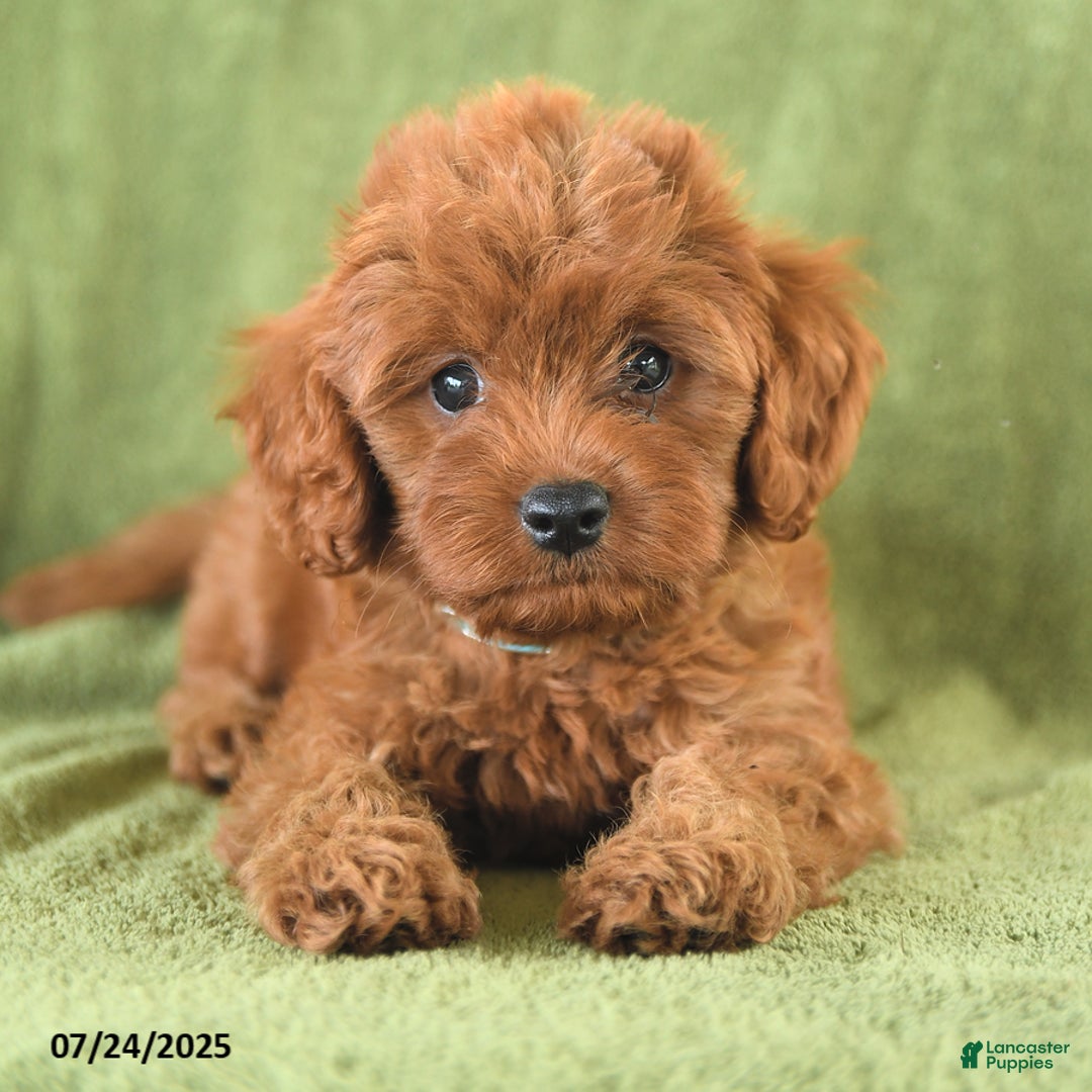 Cavapoo dogs for sale: Rascal - Image 4