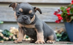 French Bulldog dogs for sale: Bear - Image 2