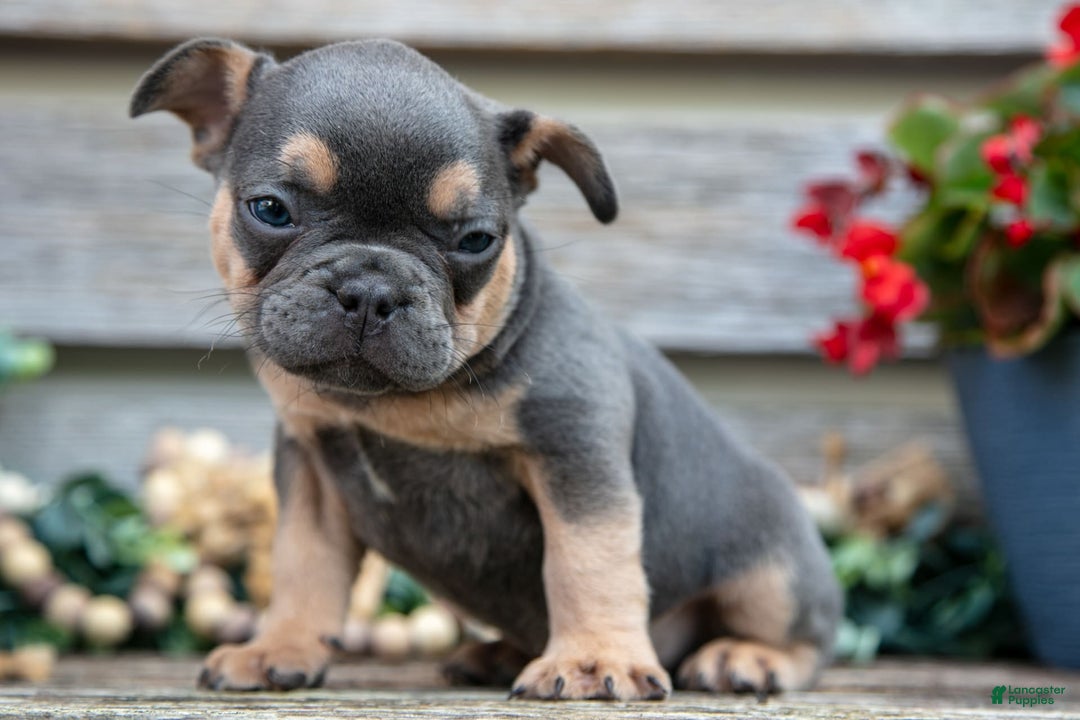 French Bulldog dogs for sale: Bear - Image 2