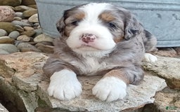 Mini Bernedoodle dogs for sale: Mia - Image 20
