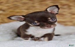 Chihuahua dogs for sale: Akc Tiny Celestia - Image 10