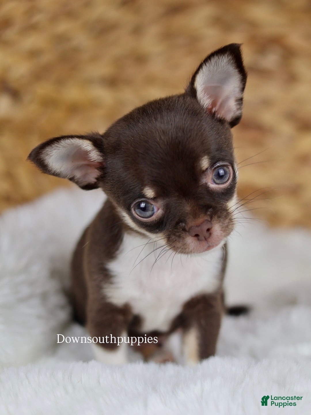 Chihuahua dogs for sale: Akc Tiny Celestia - Image 10