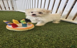 Teddy Bear dogs for sale: Fozzy - Image 1