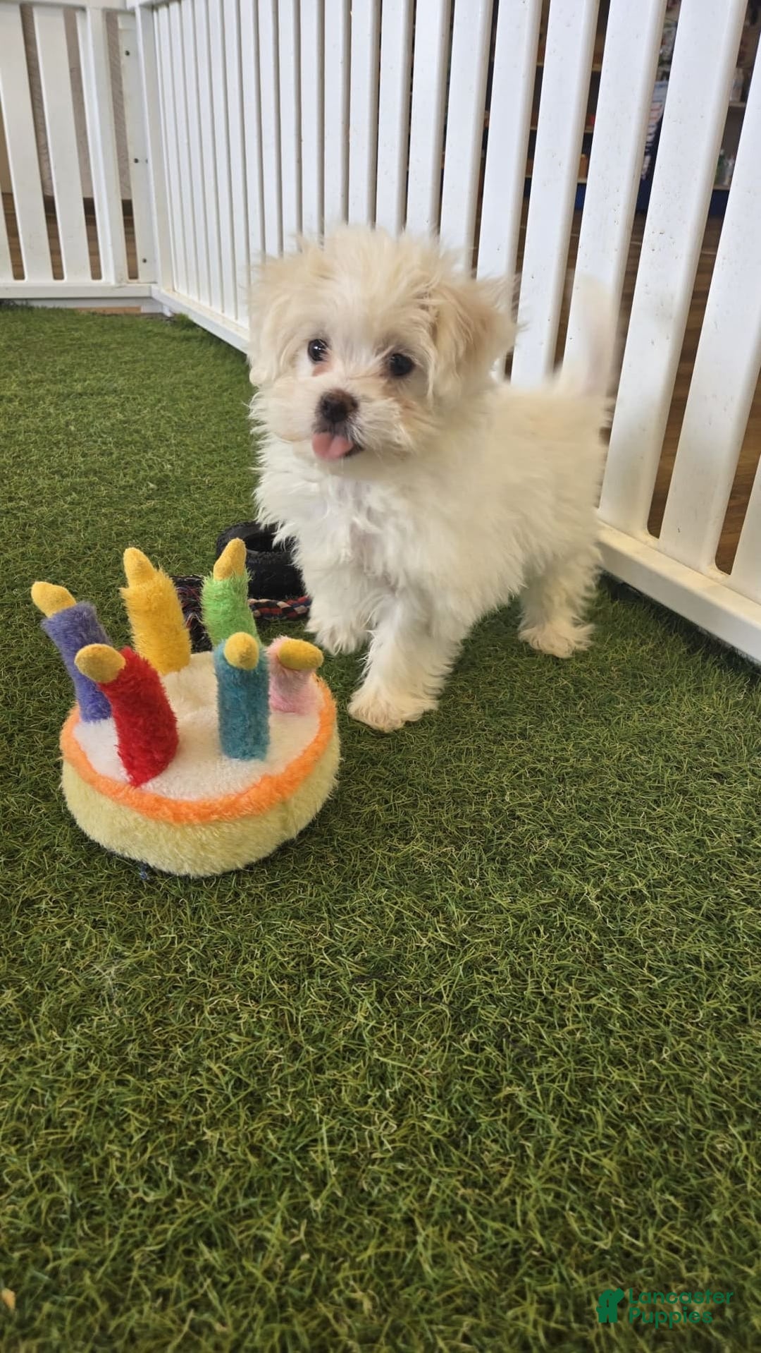 Teddy Bear dogs for sale: Fozzy - Image 1