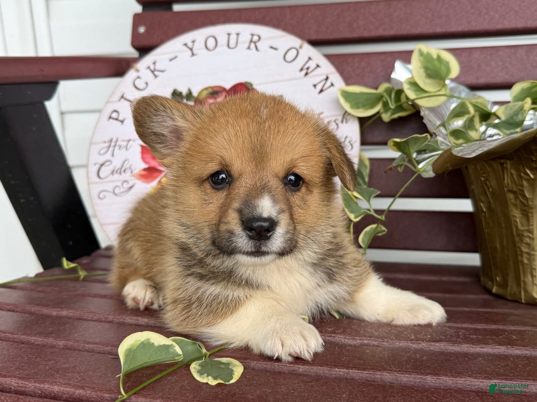 Welsh Corgi Pembroke dogs for sale: Frank - Image 1