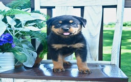 Rottweiler dogs for sale: Payton - Image 1