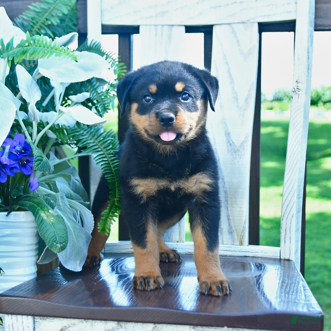 Rottweiler dogs for sale: Payton - Image 1