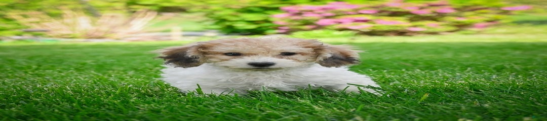 Benny