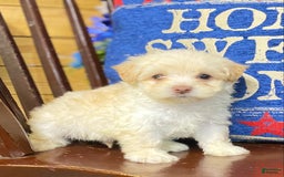 Maltipoo dogs for sale: Micah - Image 3