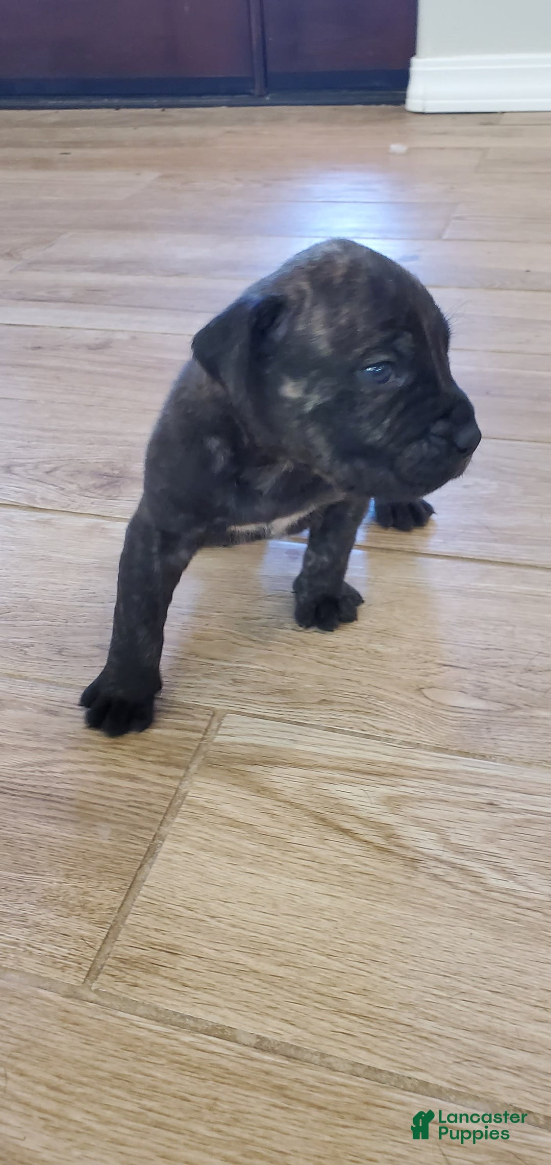 South African Boerboels dogs for sale: Ready - Image 2
