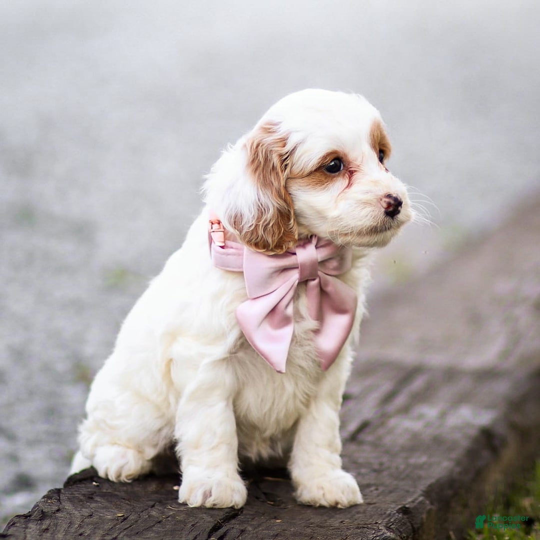 Goldendoodle dogs for sale: Odette - Image 3