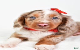 Miniature Dachshund dogs for sale: Miniature Dachshund 3 puppies - Image 9