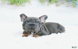 French Bulldog dogs for sale: Zander - Image 3