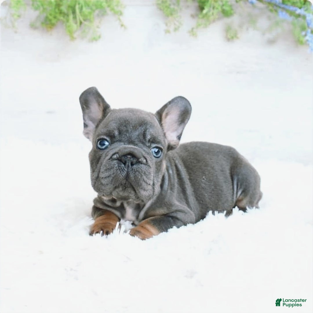 French Bulldog dogs for sale: Zander - Image 3