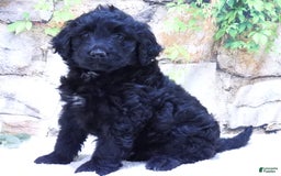 Portuguese Water Dog dogs for sale: Sunny - Image 1