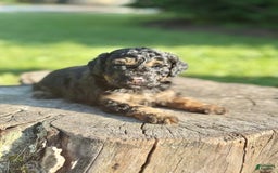 Miniature Poodle dogs for sale: Jasmine - Image 12