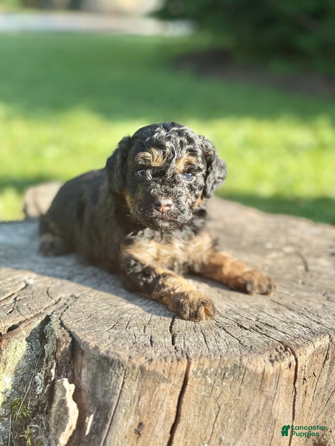 Miniature Poodle dogs for sale: Jasmine - Image 12