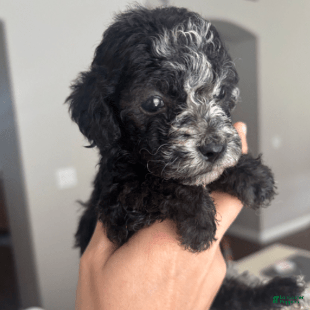 Aussiedoodle dogs for sale: Milly - Image 1