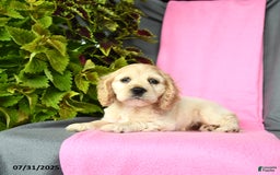 Cocker Spaniel dogs for sale: Elsa - Image 4