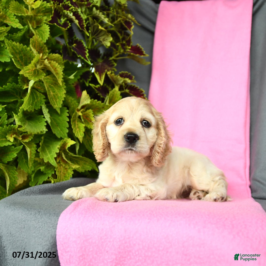 Cocker Spaniel dogs for sale: Elsa - Image 4