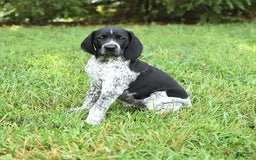 German Shorthaired Pointer dogs for sale: Sage - Image 1