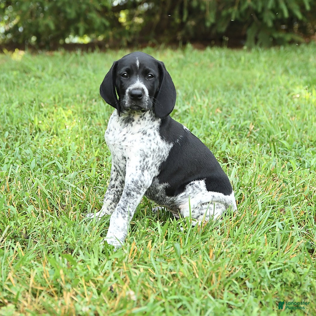 German Shorthaired Pointer dogs for sale: Sage - Image 1
