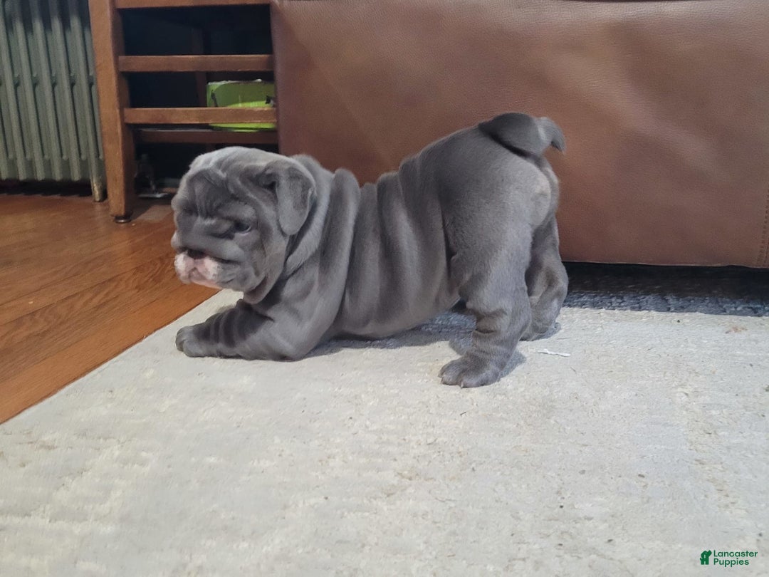 English Bulldog dogs for sale: Lilly - Image 3
