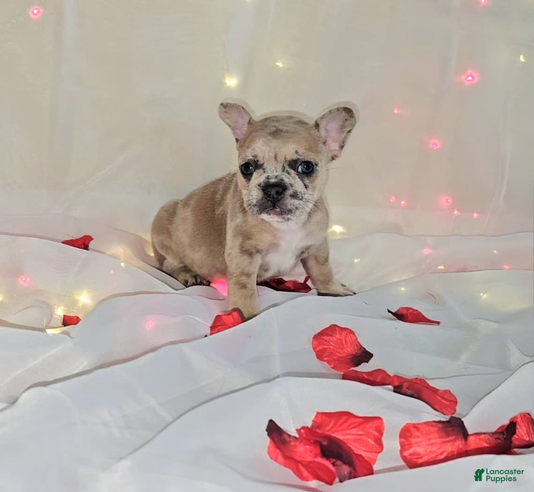 French Bulldog dogs for sale: Daphne - Image 5
