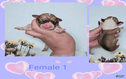Welsh Corgi Pembroke dogs for sale: Female 1 - Image 1