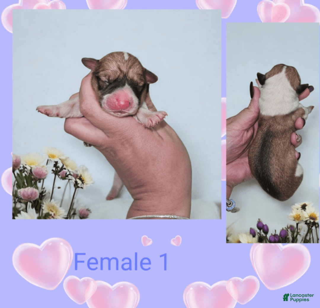 Welsh Corgi Pembroke dogs for sale: Female 1 - Image 1