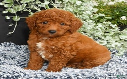 Miniature Poodle dogs for sale: Ranger - Image 8