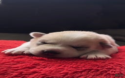 Siberian Husky dogs for sale: Boy Puppy - Image 6