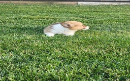 Welsh Corgi Pembroke dogs for sale: Malary - Image 2