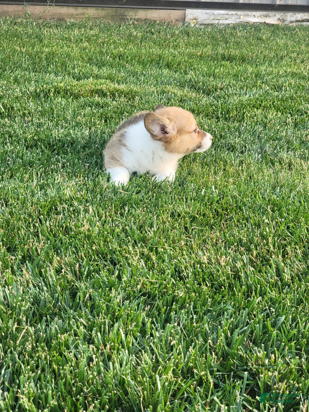 Welsh Corgi Pembroke dogs for sale: Malary - Image 2