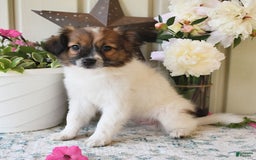 Papillon dogs for sale: Chico - Image 15