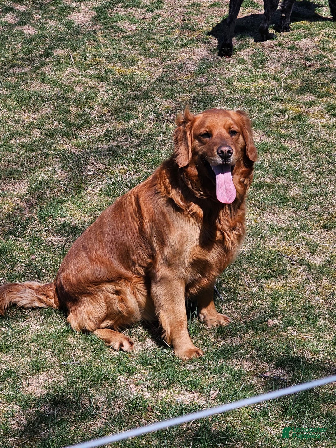 Bernese Mountain Dog dogs for sale: Bear - Image 5