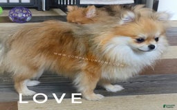 Pomeranian dogs for sale: Purse Pom - Love - Image 8