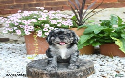 Cocker Spaniel dogs for sale: Callie - Image 3