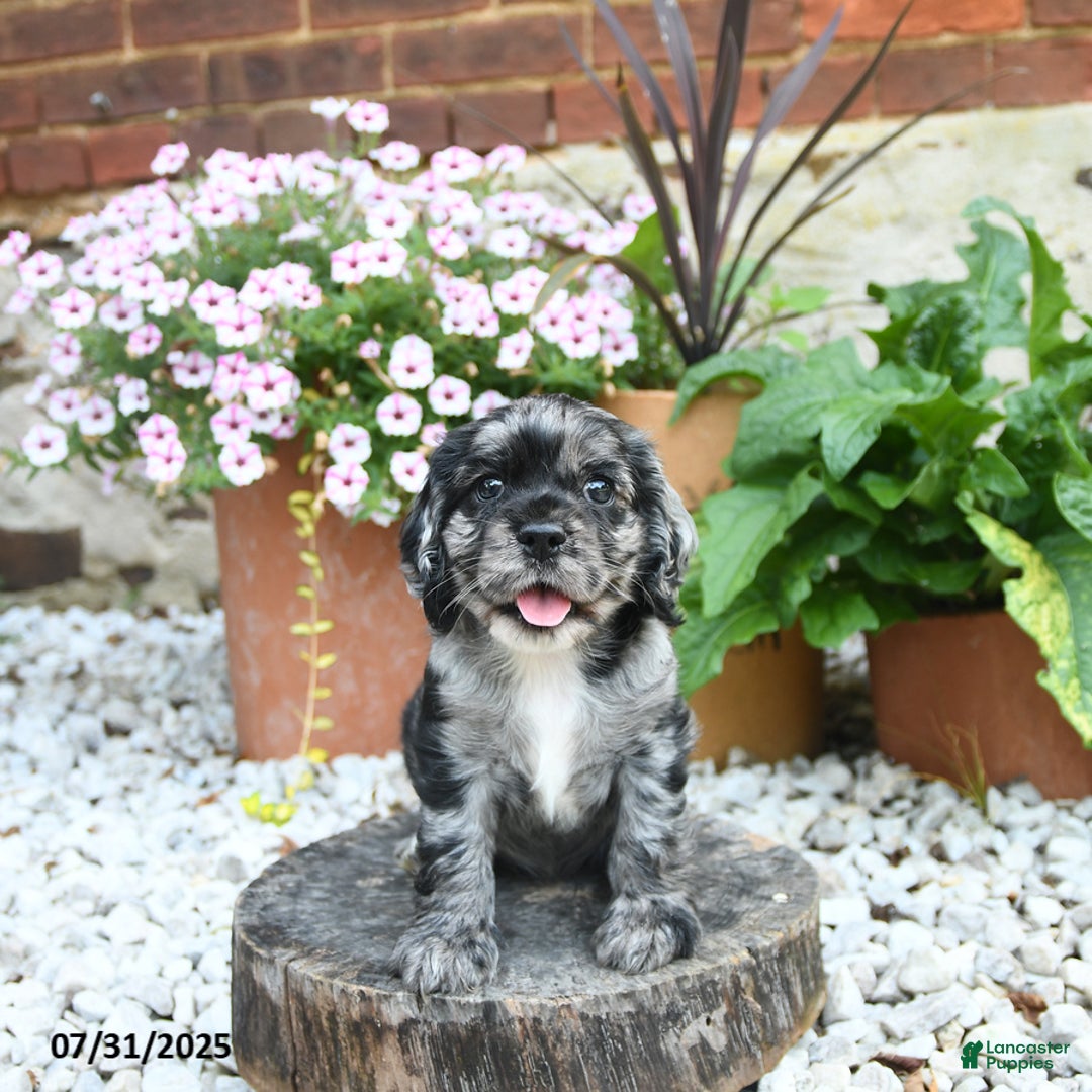 Cocker Spaniel dogs for sale: Callie - Image 3