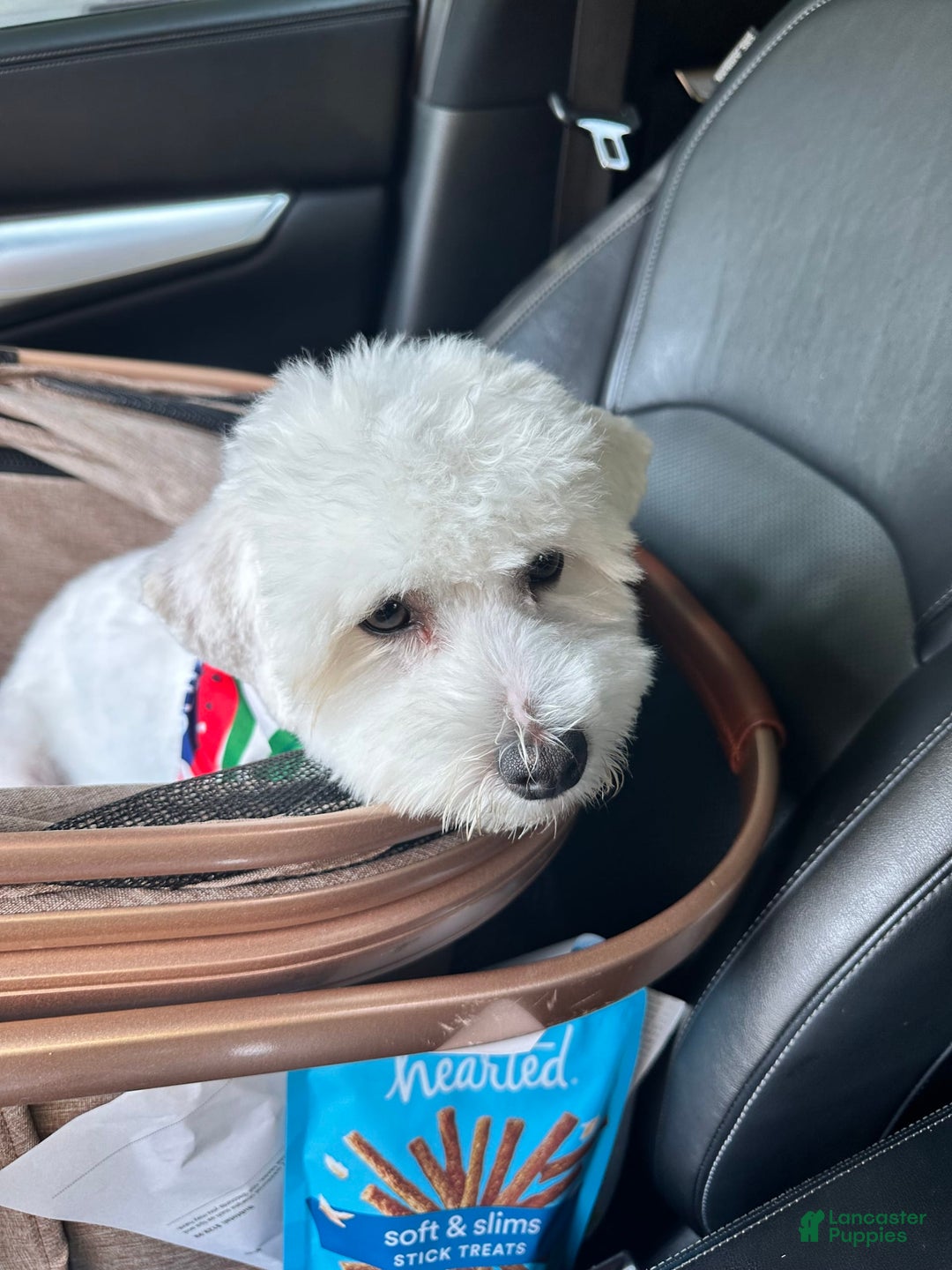 Bichpoo dogs for sale: Rocky - Image 3