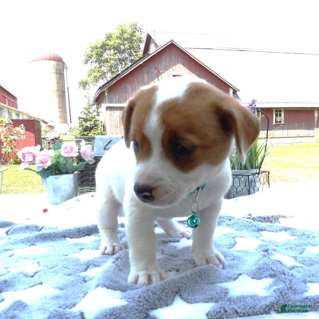 Jack Russell Terrier dogs for sale: Sissy - Image 2