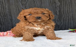 Cavapoo dogs for sale: Toby - Image 9