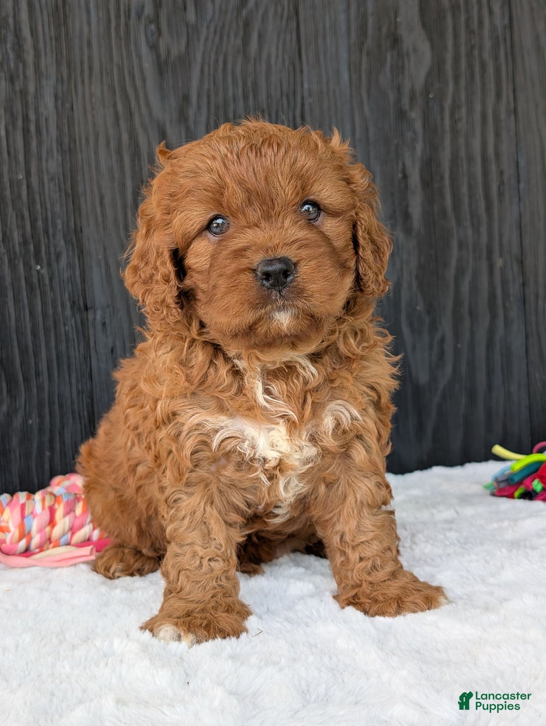 Cavapoo dogs for sale: Toby - Image 9