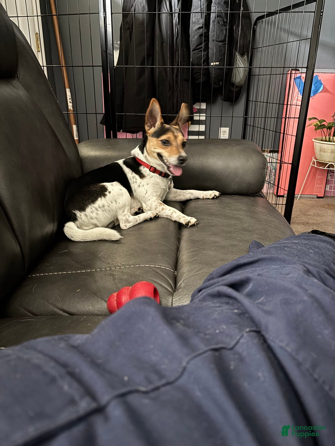 Jack Russell Terrier dogs for stud: Bandit - Image 3