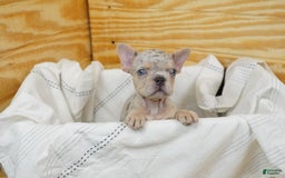 French Bulldog dogs for sale: Willow - Image 3