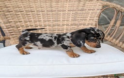 Miniature Dachshund dogs for sale: Buddy - Image 9