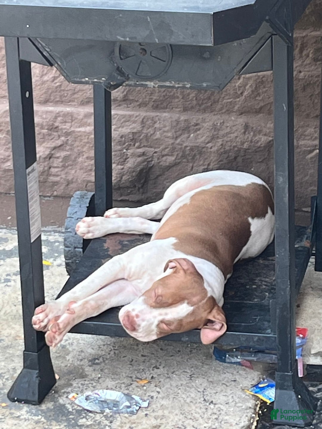 American Staffordshire Terrier dogs for sale: Cinnamon - Image 3