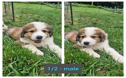 Bernese Mountain Dog dogs for sale: Half Nose - Image 1